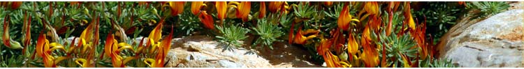 Florcerta - production and sales of bedding and basket plants, perennial herbs, shrubs, grasses and palms in Portugal.