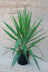 Palmeiras >> Yucca elephantipes - Florcerta, horticulture ...