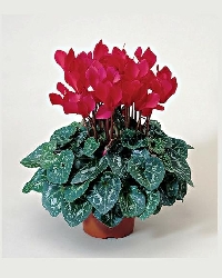 Herbáceas ></noscript>> Cyclamen – Florcerta, horticulture company, production of  outdoor plants, Portugal” style=”width:100%”><figcaption style=